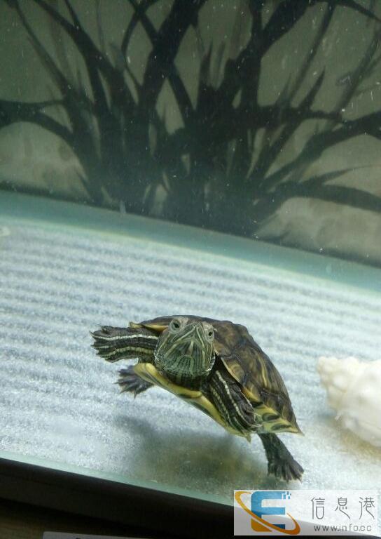 佳宝鱼缸40公分