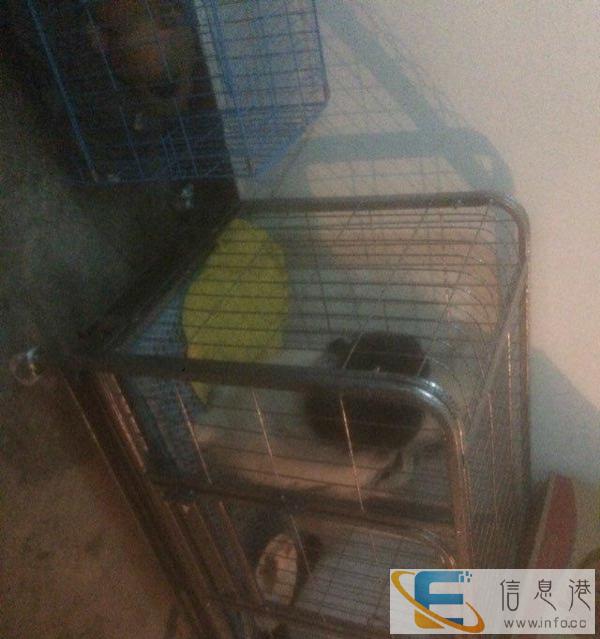 99新狗笼低价甩了