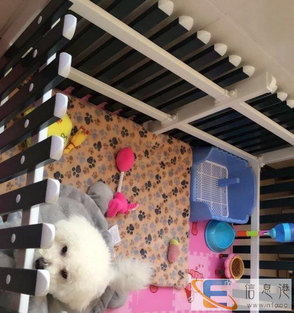 低价出售狗狗家用围栏