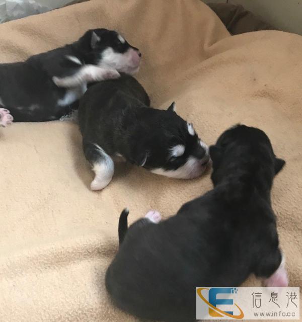 自养阿拉斯加萌犬