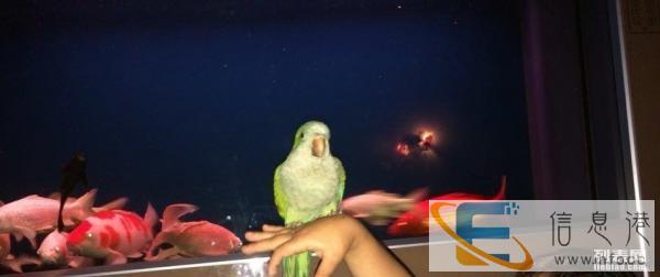 出售海霸鱼缸一台