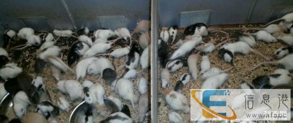 出售蛇饲料,大白 小白鼠