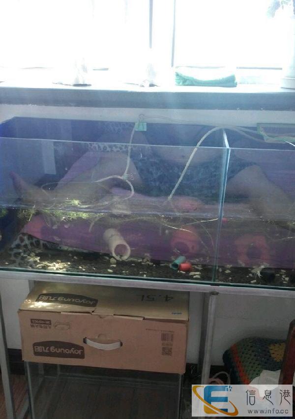 上岸转让鱼缸，虾缸