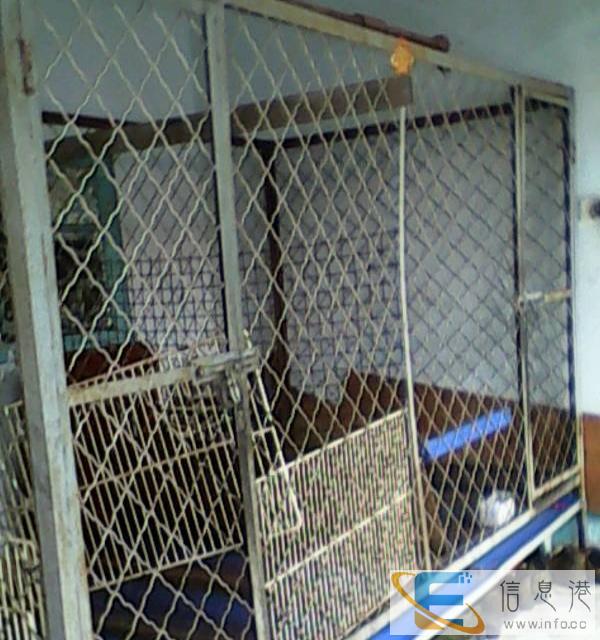 急，出售大狗笼子