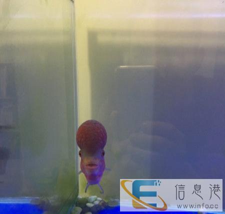 出售鱼缸-罗汉鱼