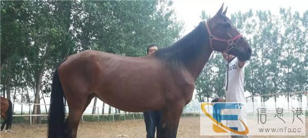 近期拉车马一匹多少钱