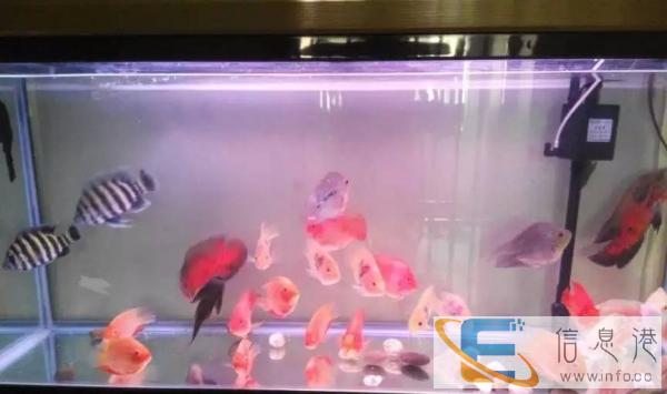 八成新鱼缸特价转让