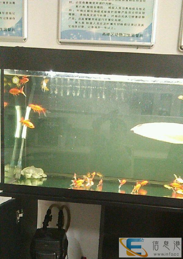 阿诺比高品质鱼缸出售