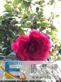 请阿姨，有健康证优先