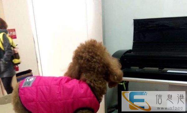 宠物服装设计工作室