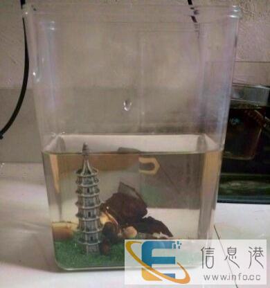 斗鱼鱼缸,小鱼缸