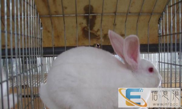 肉兔种兔价格行情