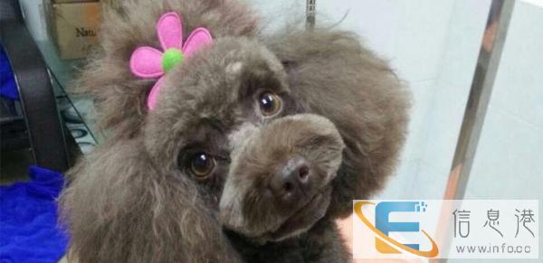 爱宠寄养生活馆