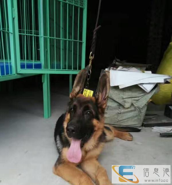 纯天然自制狗粮