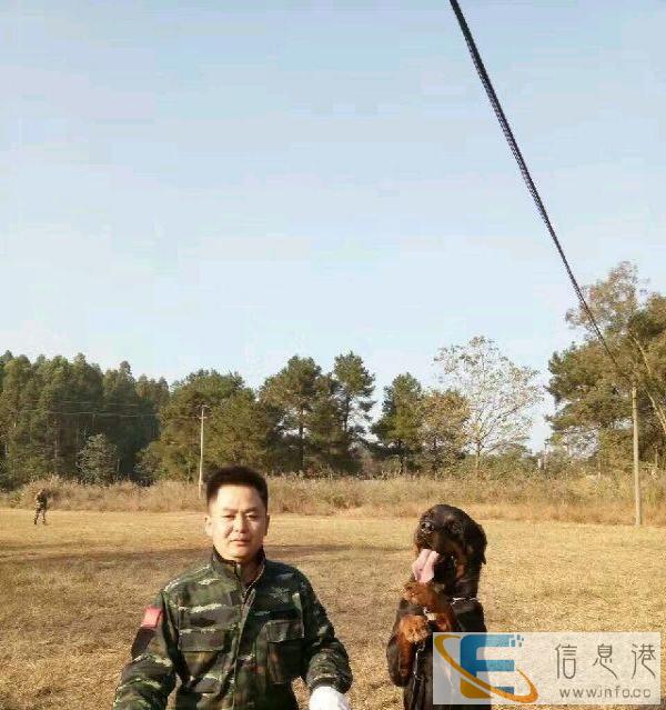 狗笼出售一手货源