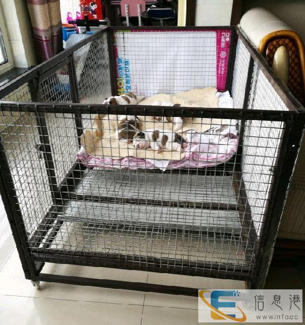 全新犬用跑床，一米六长，八十四宽