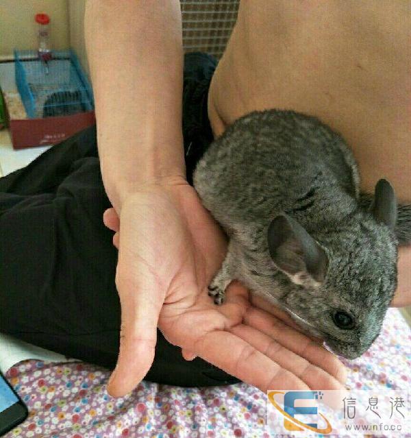 龙猫dd两个月定金100