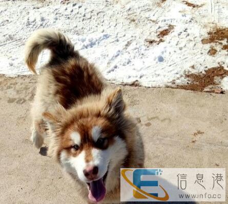 出售大狗笼子,阿拉斯加母犬