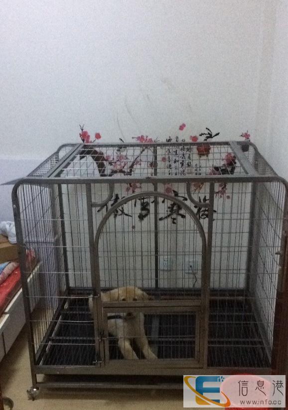 中型犬狗笼子,新买的转让