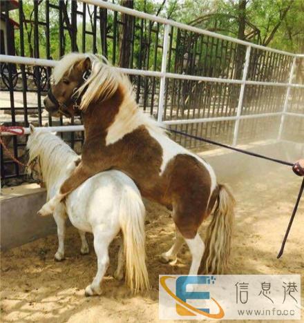 骑行矮马一般多少钱