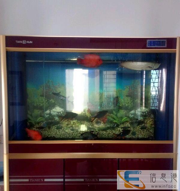 出手两个月的龙鱼缸