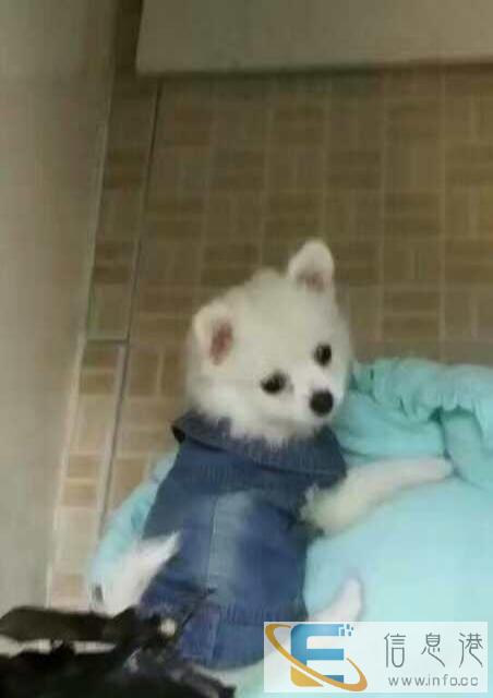 特小博美犬，长不大，活泼可爱