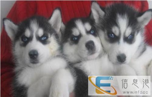 养殖场关门-所有狗宝宝们处理近百只幼犬找人领养