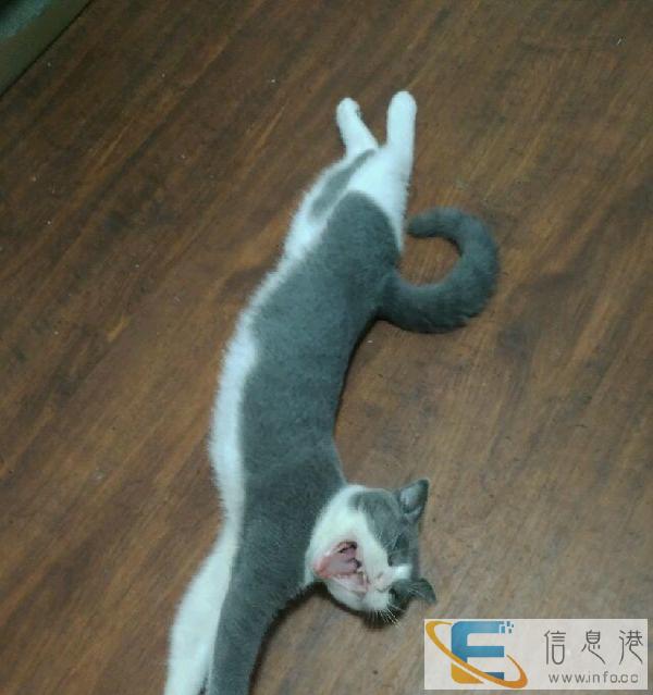 猫爬架 猫笼200，基本全新，同城自提，一起拿180