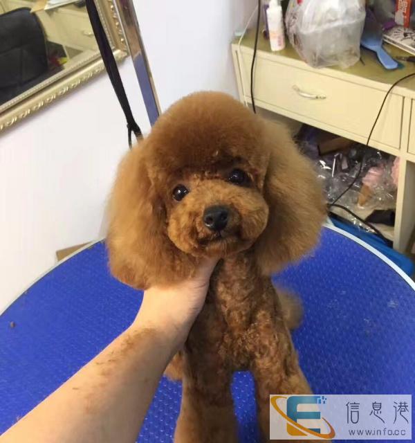 小罗姐宠物专业经营美容、洗澡、用品、婚介、寄养等