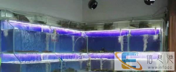 海口三亚制作安装海鲜池观赏鱼缸工程