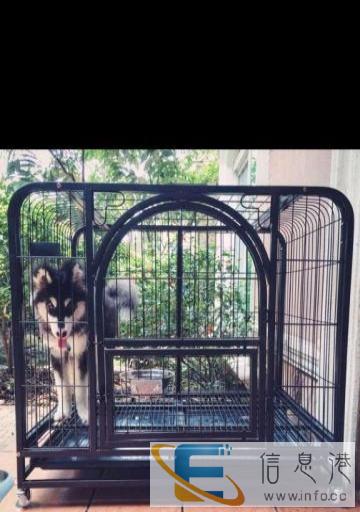 99成新 狗用品 190元