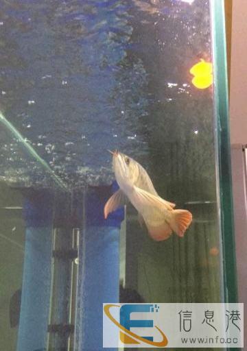 99成新 鱼缸 1600元