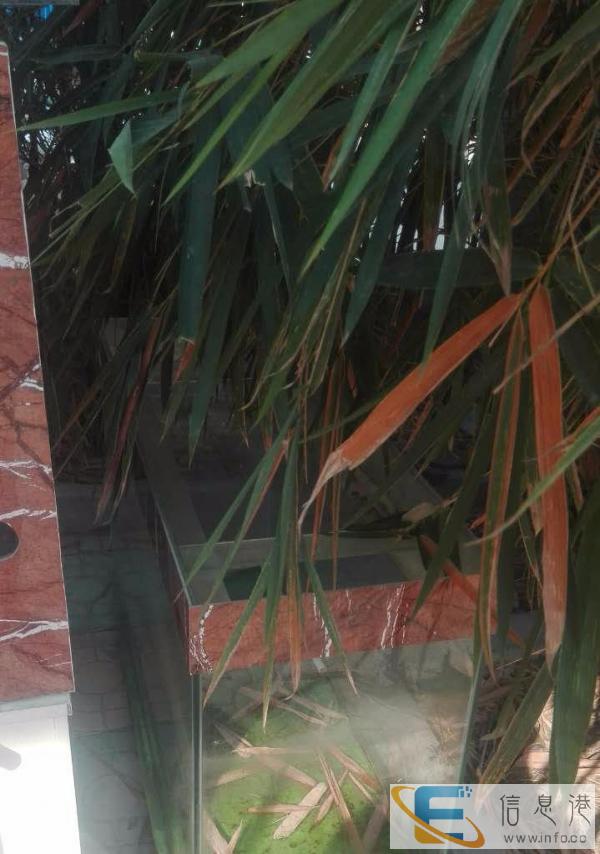 个人鱼缸出售 包含招财鱼战船