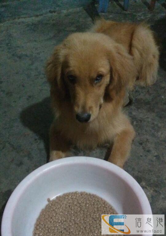 散装狗粮送货上门