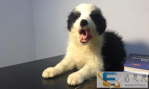 家养小边牧找新家