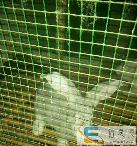 逗思思快长型肉兔