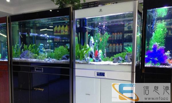 重庆人鱼传奇，您身边的水族专家，诚征各地经销商