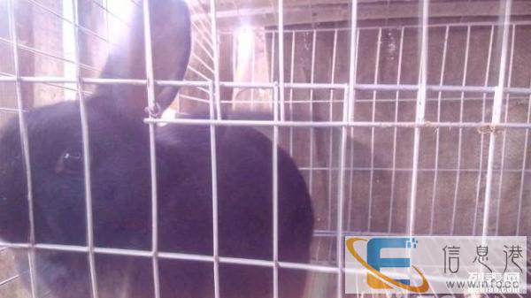 肉兔和兔崽子，喜欢的联系