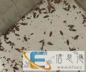 宁波灭鼠除虫灭白蚁白蚁防治
