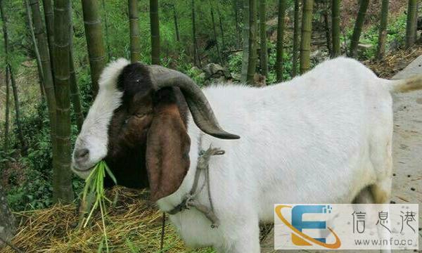 出售波儿山羊30只