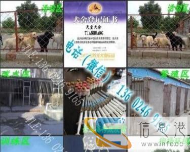 精品纯日系柴犬、国外引进种犬、签订终身纯种健康协议