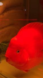 清洗鱼缸鱼缸清洗观赏鱼维护租摆鱼病治疗鱼缸 清洗鱼缸鱼缸清洗观赏鱼维护租摆鱼病治疗鱼缸