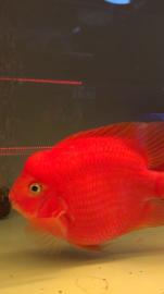 清洗鱼缸鱼缸清洗观赏鱼维护租摆鱼病治疗鱼缸 清洗鱼缸鱼缸清洗观赏鱼维护租摆鱼病治疗鱼缸