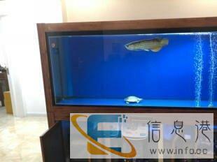 天津上门清洗鱼缸,鱼缸清洗维护,维修鱼缸 天津上门清洗鱼缸,鱼缸清洗维护,维修鱼缸