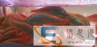 腾龙水族专业承接清洗鱼缸消毒长期维护搬家收鱼 腾龙水族专业承接清洗鱼缸消毒长期维护搬家收鱼