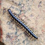 酒店灭蟑螂KTV灭鼠专业公司