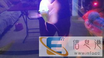 鱼缸1.5米可带鱼打包出售