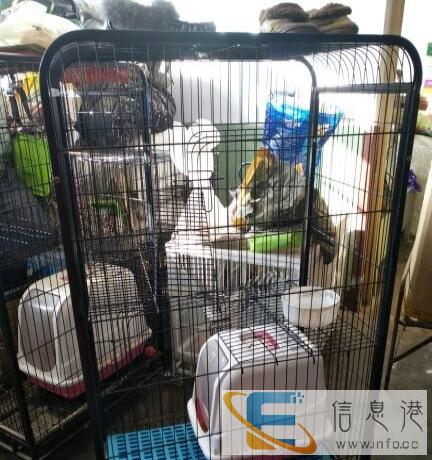 处理猫笼白菜价