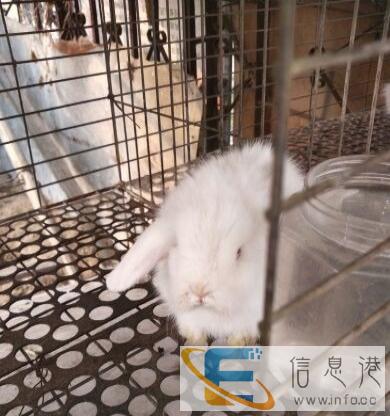 售各种宠物兔