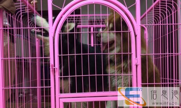 只用过一次的全新狗笼转手大型狗笼
